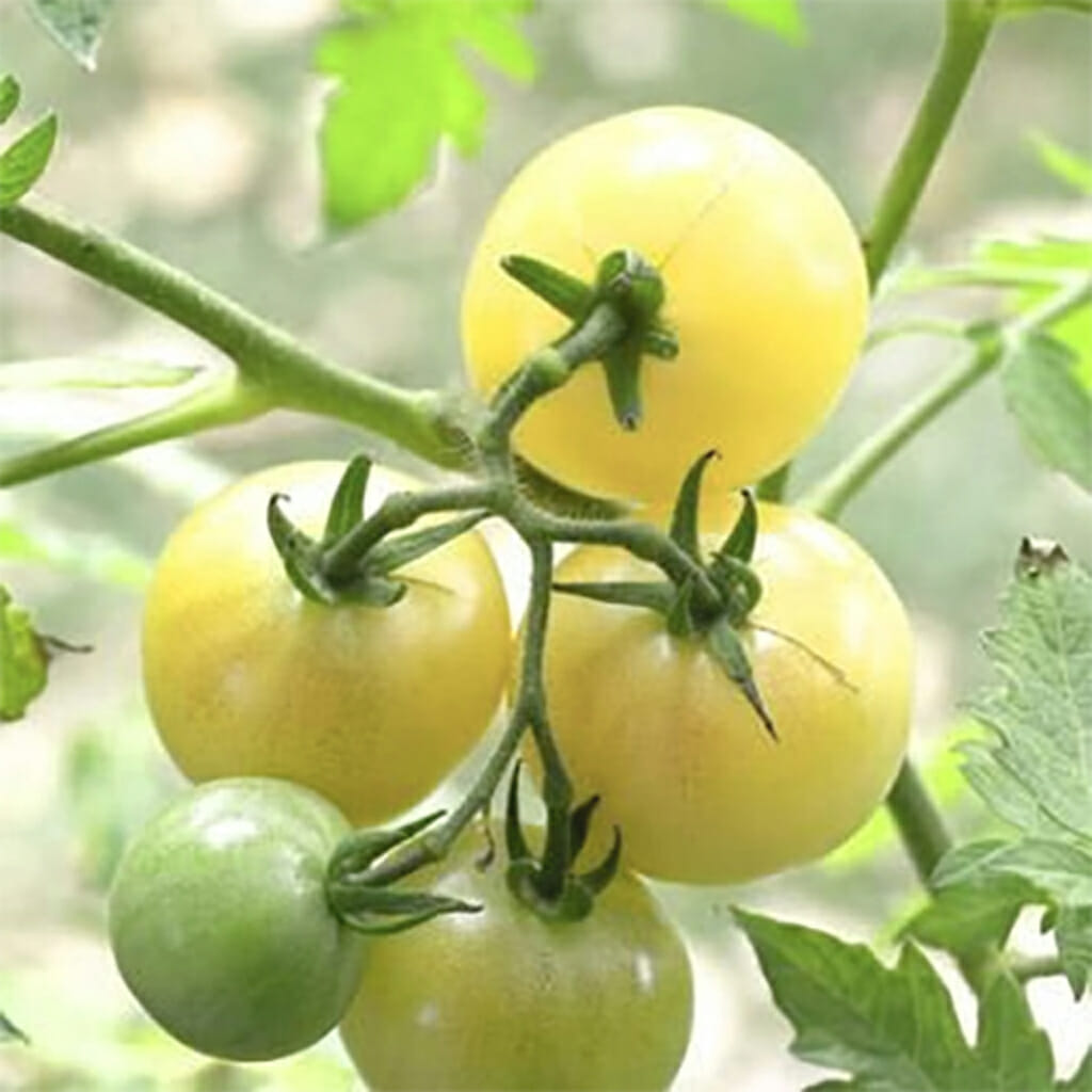 TOMATO - White Cherry  - Lycopersicon esculentum