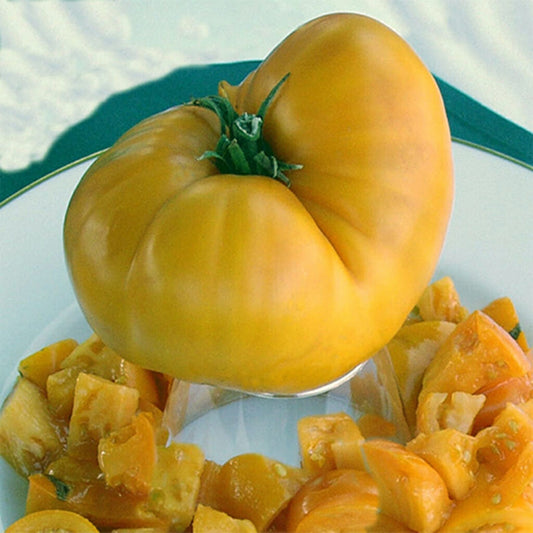TOMATO - Yellow Collosus (DELISTED)  - Lycopersicon esculentum