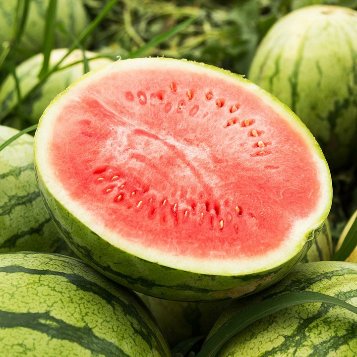 WATERMELON - Warpaint  - Citrullus lanatus