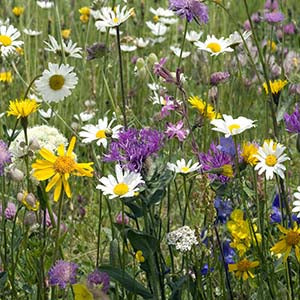 Flower Garden | Tips on Growing A flower Garden | Seeds of Plenty